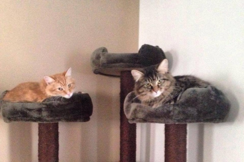 GoFundMe Campaign Photo