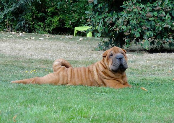 shar pei rescues near me