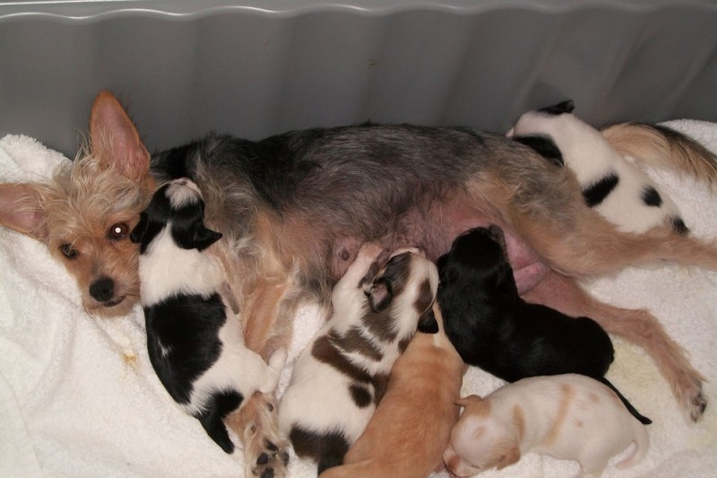 Fundraiser by P.J. Amyouny Animal Crackers Pet Rescue Help!