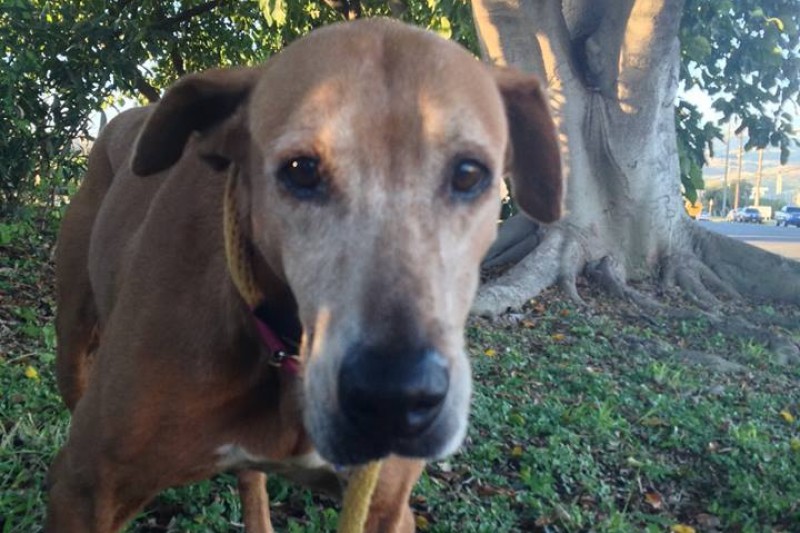 Fundraiser for Oahu SPCA by Bronson N Tierra Wong : Get