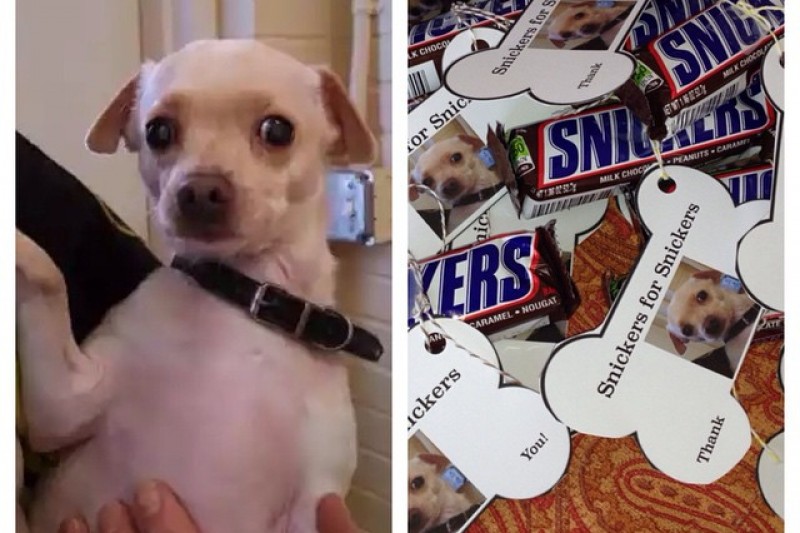 Fundraiser by Kelly Cofer Targowski Snickers the dog cataract surgery