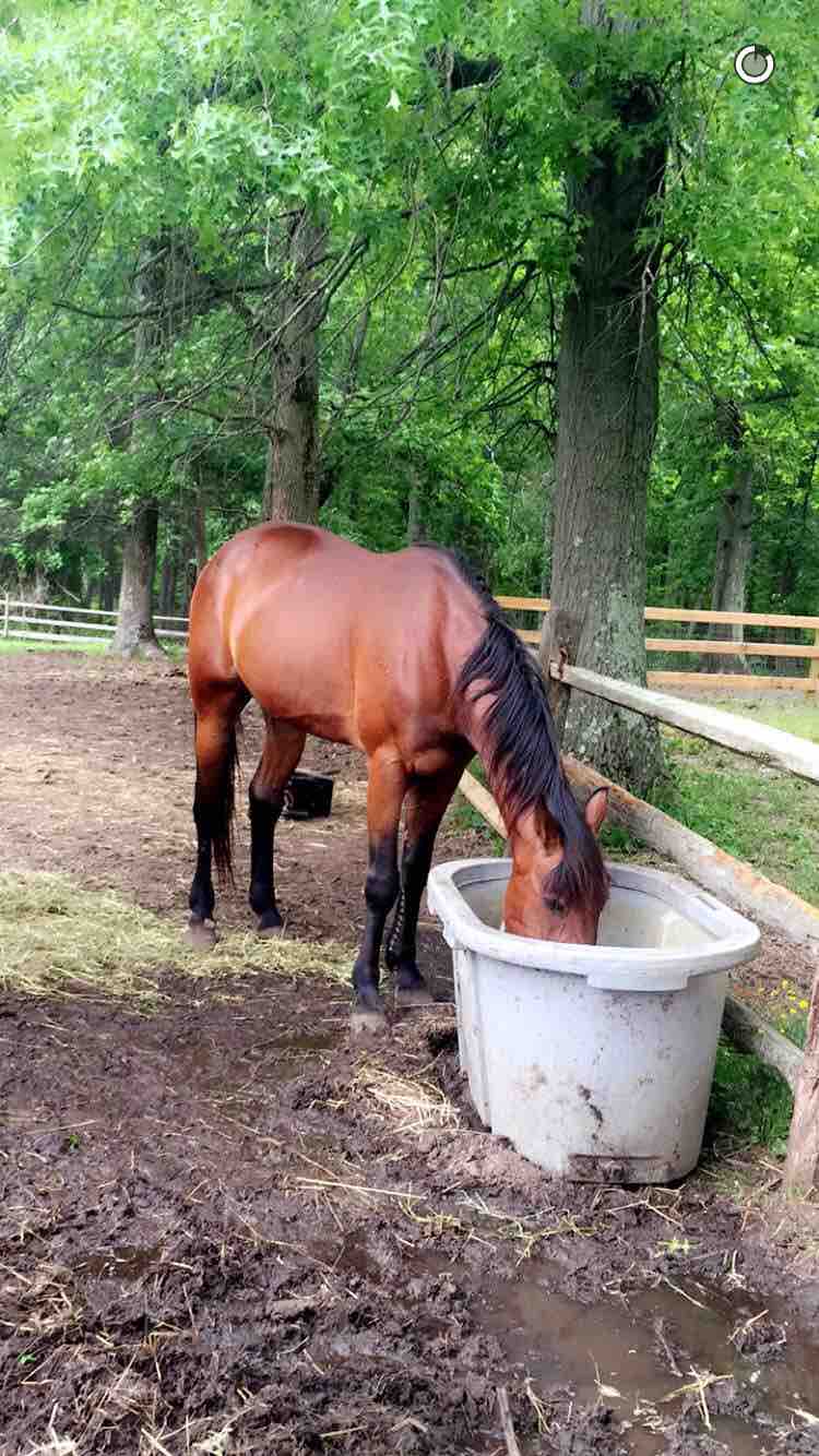 Fundraiser by Tara Hynes : Save these horses from slaughter