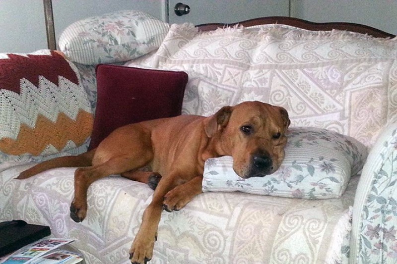 Fundraiser by Amy White : Help My Dog, Bones, Beat Cancer