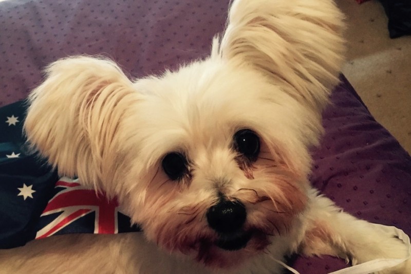 victorian pet rescue