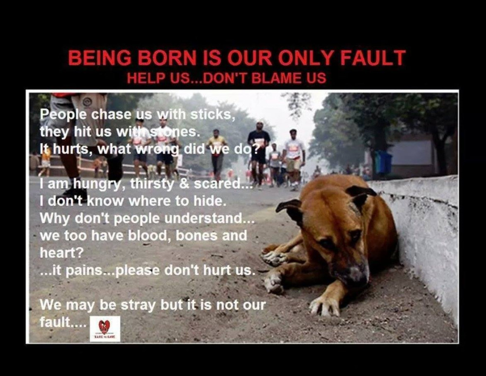 how can we help street dogs