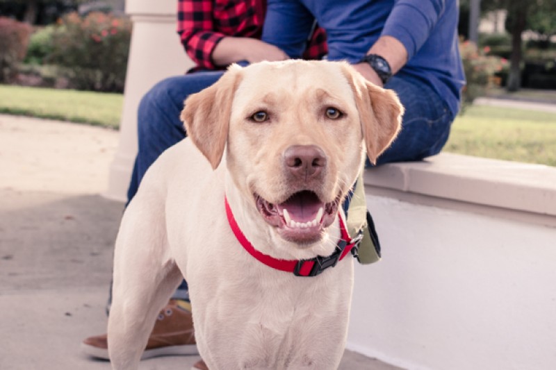 Sadie needs surgery photo