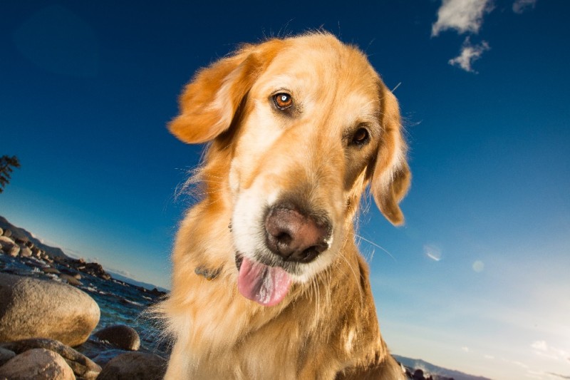 Fundraiser by Sarah J Chelin : Medical Help for Therapy Dog Bailey