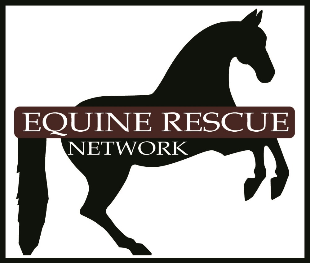 Fundraiser by Janine Jacques : Rescue Horses from Slaughter