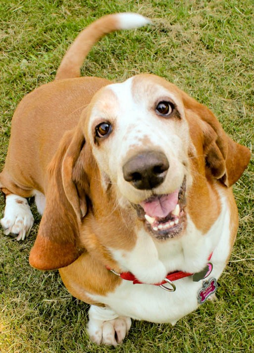 smiling basset hound