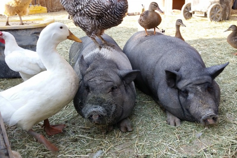 Fundraiser by Janice Ridondo Pig Rescue Barns and Fences