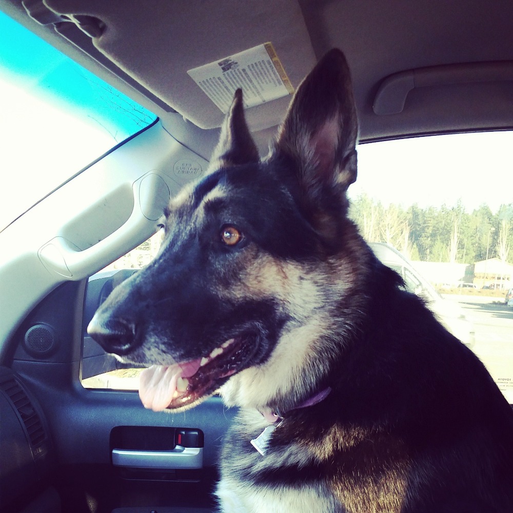 kahlua-s-journey-with-bone-cancer-german-shepherd-dog-forums