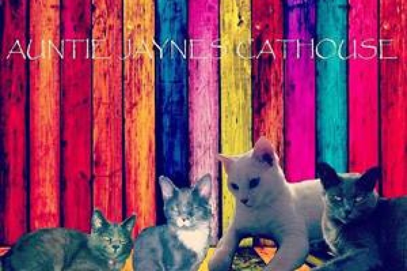 Auntie Jayne's Cathouse photo