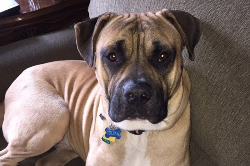 Fundraiser by Will Bernstein Drone for New Mexico Animal Control