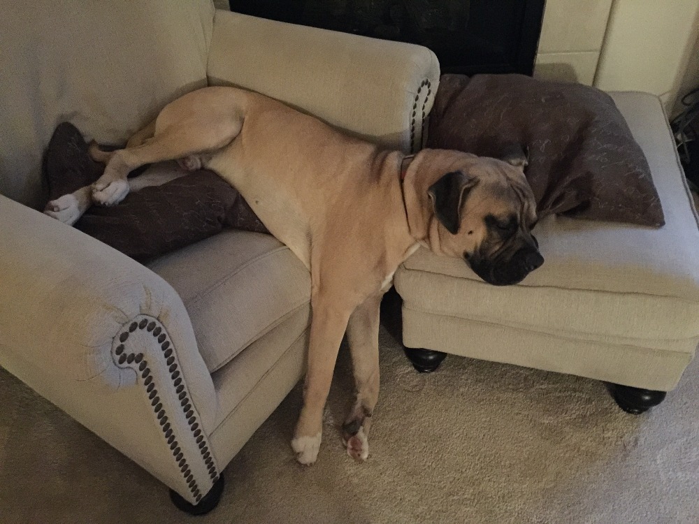 Fundraiser by Will Bernstein Drone for New Mexico Animal Control