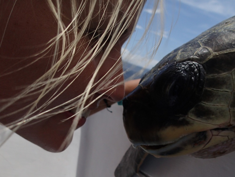 Video of a turtle having a drinking straw pulled from its nose in Costa  Rica