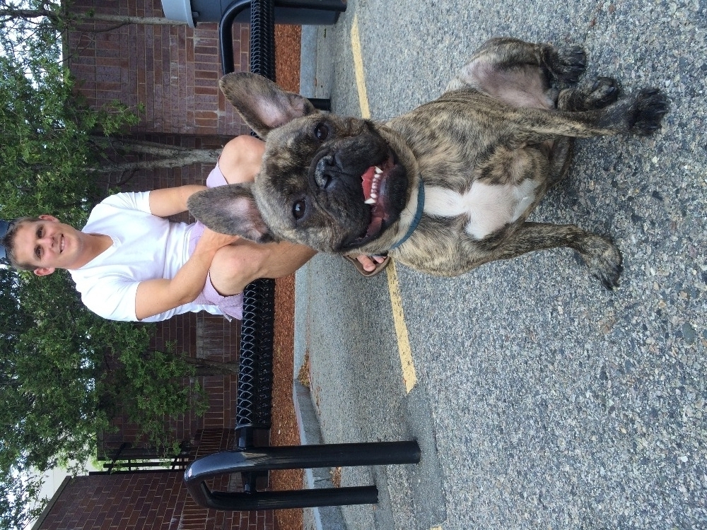 Fundraiser by Kylie Hughes Help Chef The French Bulldog