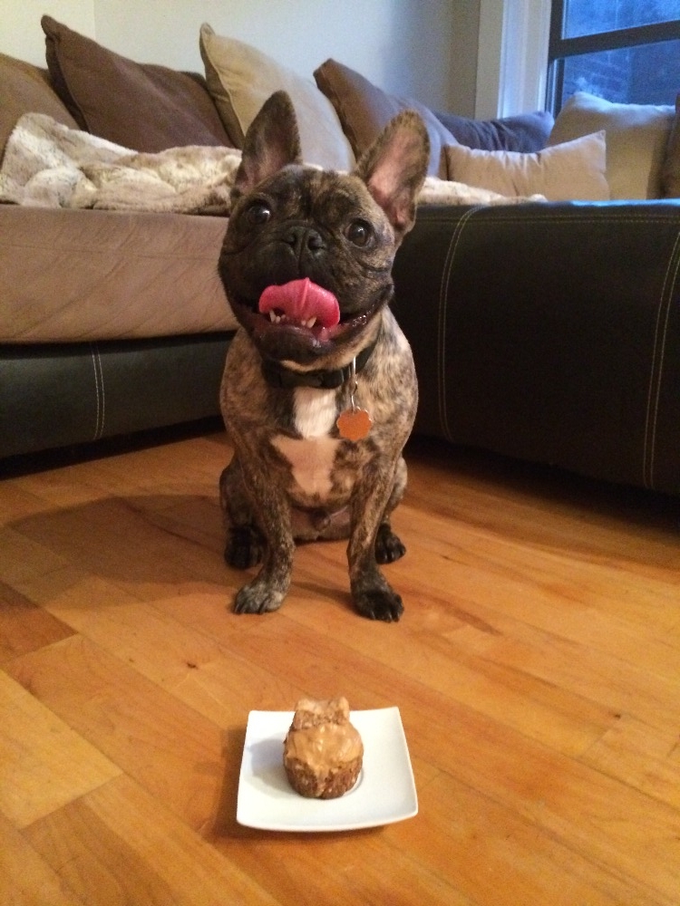 Fundraiser by Kylie Hughes Help Chef The French Bulldog