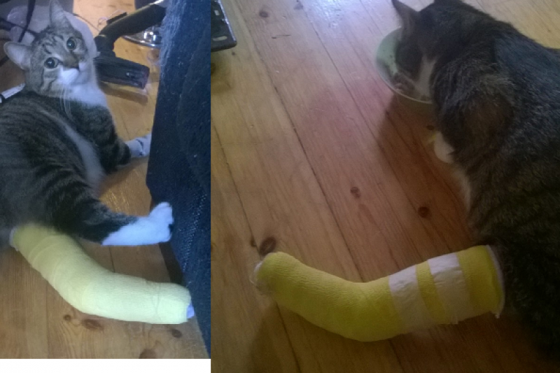 Fundraiser by Dina Nyman Cat's broken leg medical bills