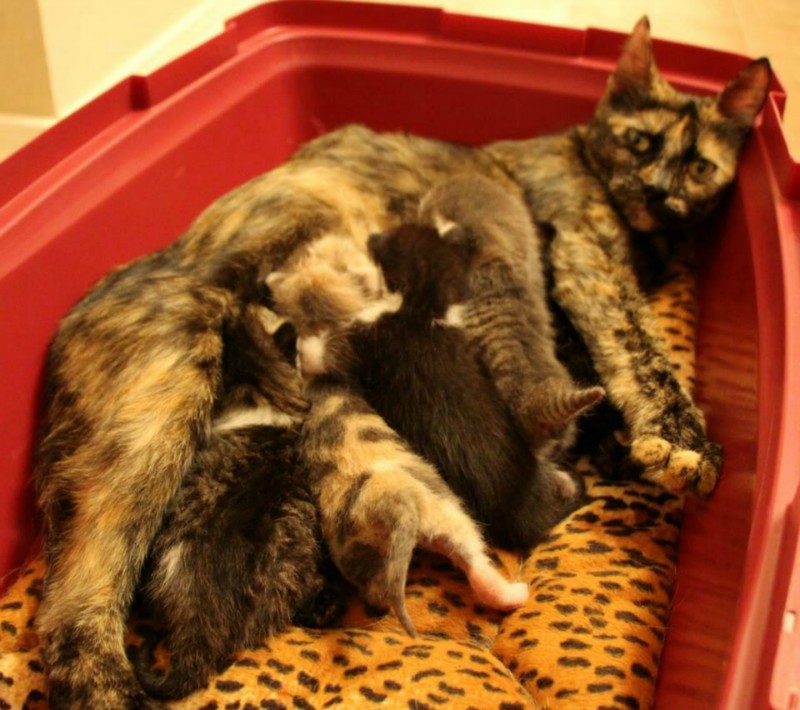 Fundraiser By Katie Lindquist Mama And Five Kittens