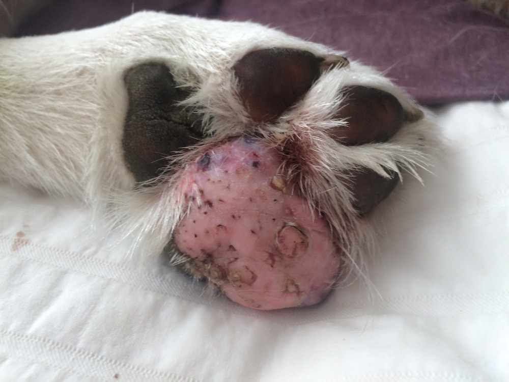 spindle cell tumor dog