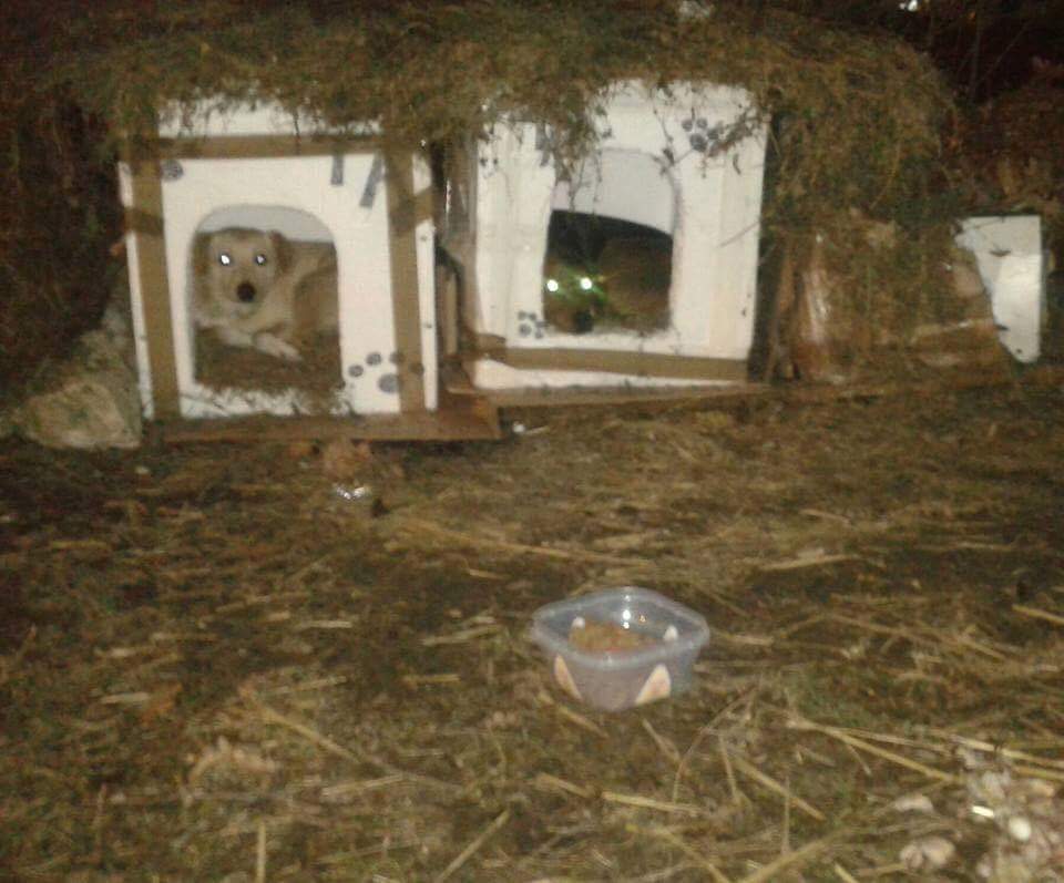 Fundraiser By Lynda Hill Keep Street Dogs Warm This Winter Or Maybe You Could Help Feed A Street Dog This Winter Kind Donation Of Just 3 Will Keep Fed For Almost Full Week