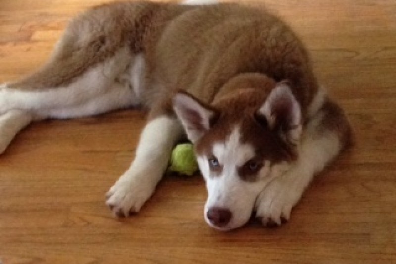 Fundraiser by Jake Mueller : Help Rusty See