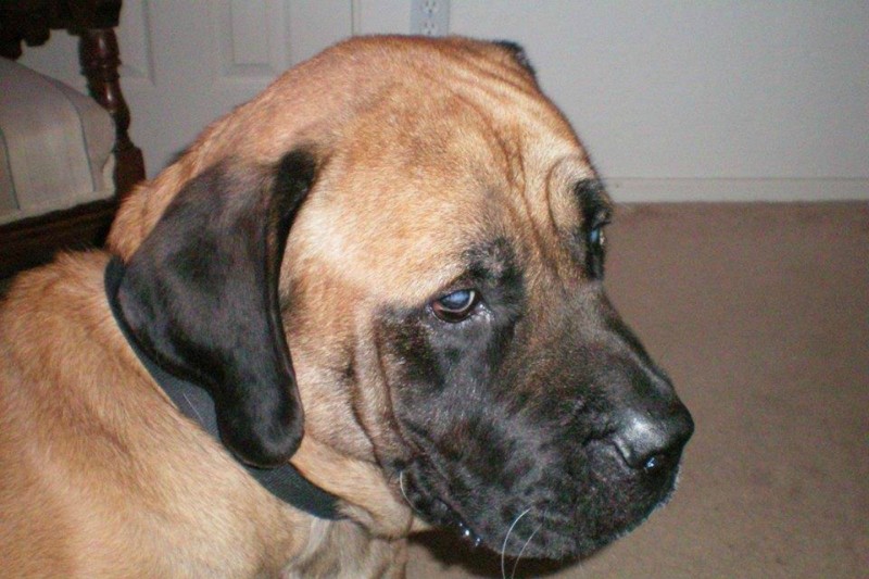 Can A Cataract Be Fixed In A Dog Can A Cataract Be Fixed In A Dog