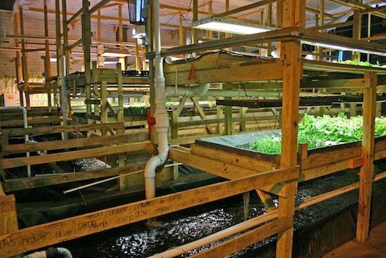 fundraiser by kevin byrne : byrne organic aquaponics inc.