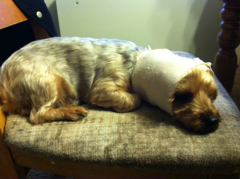 my yorkie shakes a lot my yorkie needs surgery by megan mariee dolan gofundme my yorkie shakes a lot my yorkie needs surgery by megan mariee dolan gofundme