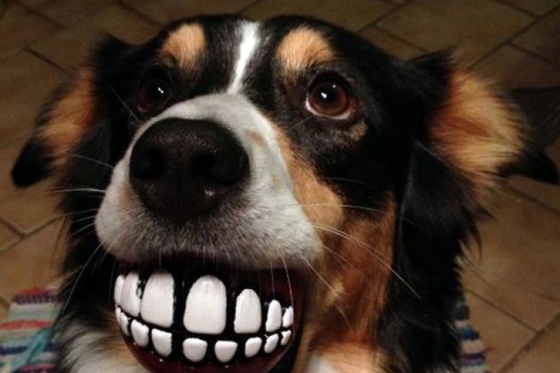 Smile jpg картинки. Улыбающуюся собаку Смайл дога. Улыбающаяся собака страшная.