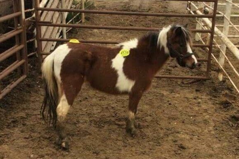 Fundraiser by Cheyenne Rachelle Kaufman Kill Pen Mini Rescues