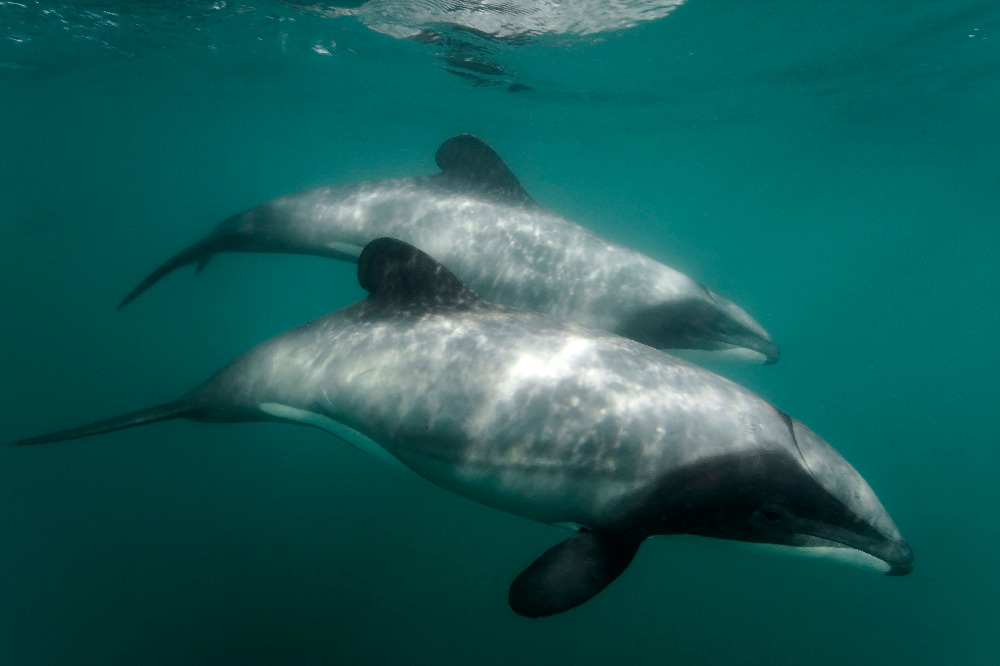 Fundraiser by Barbara Maas Maui s Dolphin Defence Fund