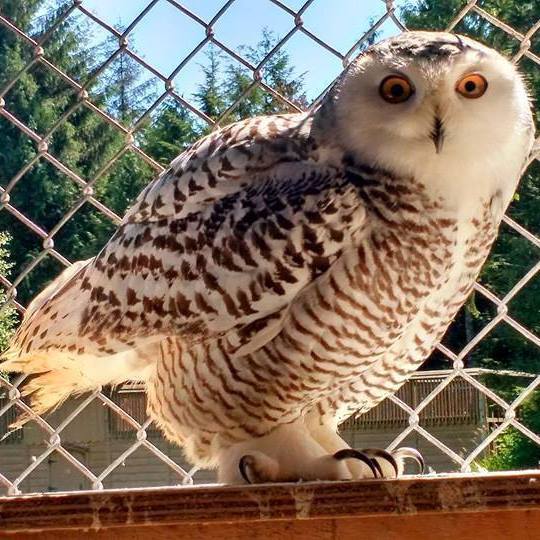 Fundraiser by Sara Jordan : Prince Rupert Wildlife Needs Help!