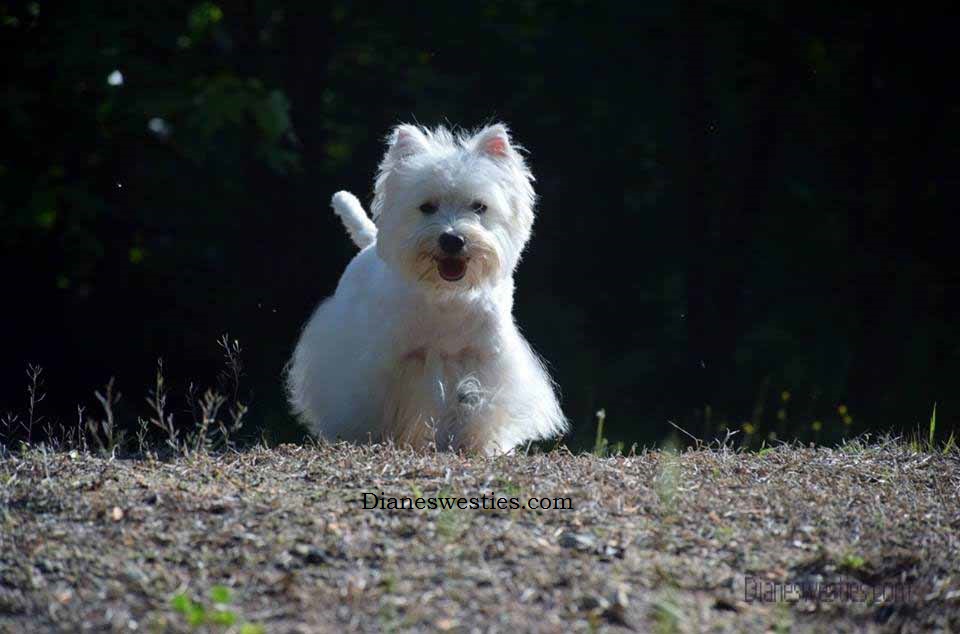 Diane's westies hot sale