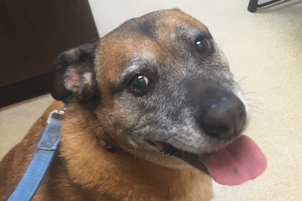 Crashes vet bills fund photo