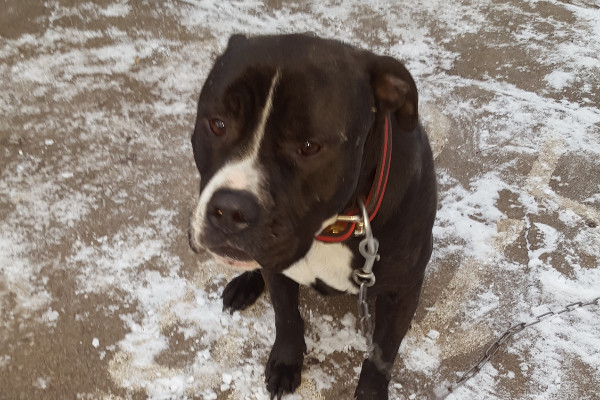 Matthew Piccone Rochester Fundraiser for Matthew Piccone by PAWS Of Rochester : Help for Henny
