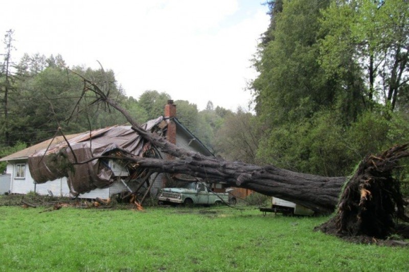 Tree Totals Salinero Family Home photo